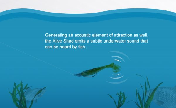 Alive Shad - Image 6