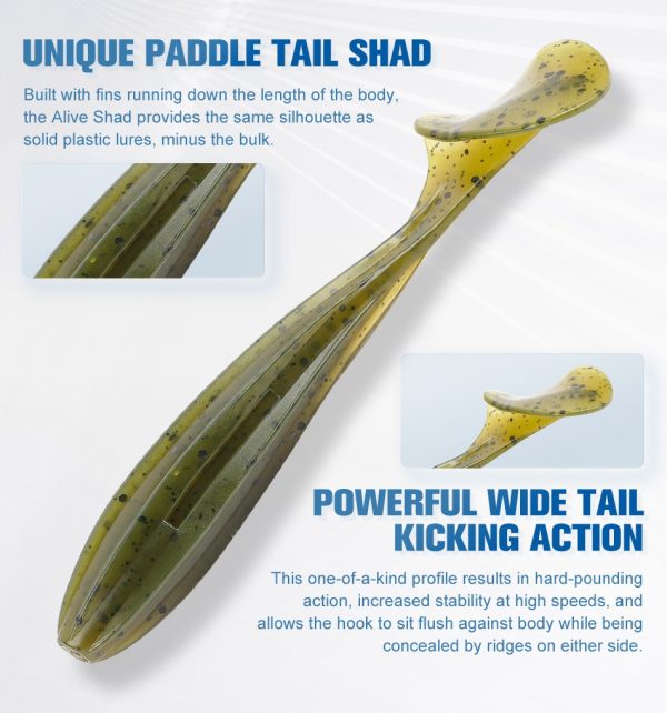 Alive Shad - Image 8