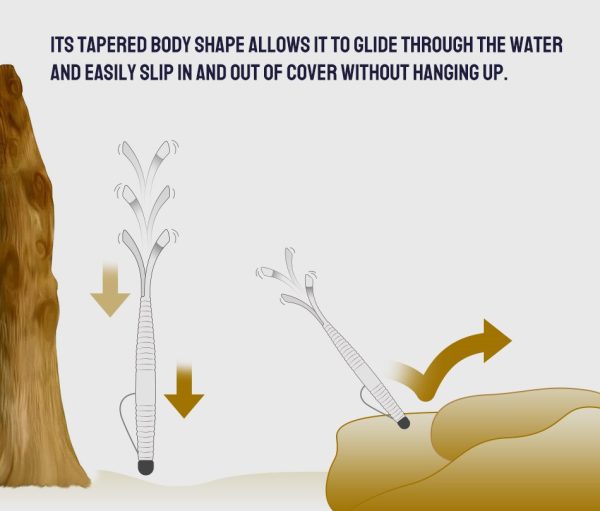 Fork Tail - Image 2